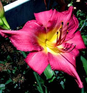 Hemerocallis Chicago Arnie's Choice